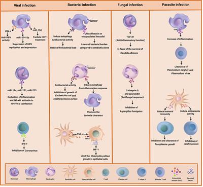 Frontiers | Immune Cell-Derived Extracellular Vesicles in the Face of ...