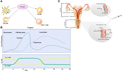 Menstrual irregularities and vaginal bleeding after COVID-19 vaccination  reported to v-safe active surveillance, USA in December, 2020-January,  2022: an observational cohort study. - Abstract - Europe PMC