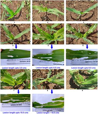 Frontiers  Fall armyworm from a maize multi-peril pest risk perspective