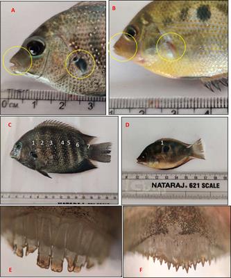 Frontiers | Orange Chromide, Pseudetroplus maculatus (Bloch., 1795): A ...