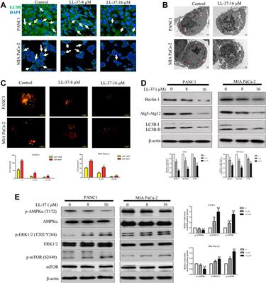 Frontiers | The human cathelicidin peptide LL-37 inhibits pancreatic ...