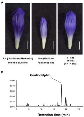 Primer on the 'Big 3' flowering plants