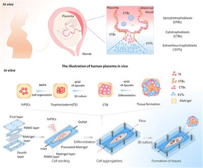 Frontiers | Fluidic Flow Enhances the Differentiation of Placental ...