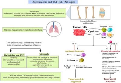 Frontiers  The Roles of TNF Signaling Pathways in Metabolism of Bone Tumors