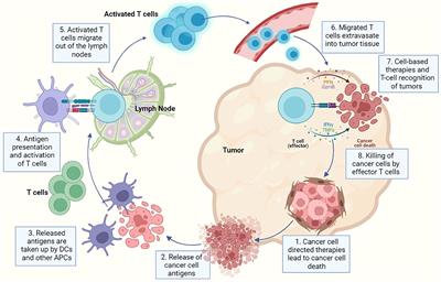 Frontiers | Targeting Tumour-Associated Fibroblasts in Cancers