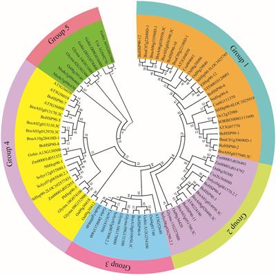 Frontiers | Genome-Wide Study of Hsp90 Gene Family in Cabbage (Brassica ...