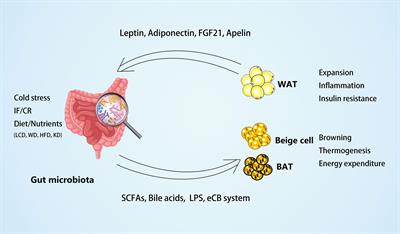 Frontiers | Cross-Talk Between Gut Microbiota and Adipose Tissues in ...