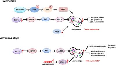 Metabolic rewiring induced by ranolazine improves melanoma