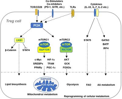 Frontiers | Regulation of Treg Cell Metabolism and Function in Non ...