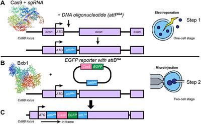 Frontiers | Programmable RNA-Guided Large DNA Transgenesis by CRISPR ...