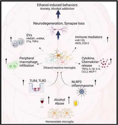 Frontiers | Innate immune activation: Parallels in alcohol use disorder ...