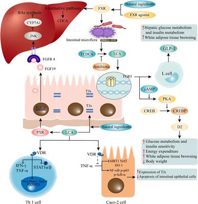 Frontiers | The Effect of Lithocholic Acid on the Gut-Liver Axis