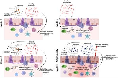 Frontiers | Mini-Review: Gut-Microbiota and the Sex-Bias in ...