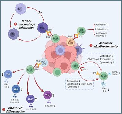 Frontiers | Noncanonical PD-1/PD-L1 Axis in Relation to the Efficacy of ...