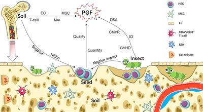 PDF) Age-related immune cell dynamics influence outcomes after allogeneic  haematopoietic cell transplantation