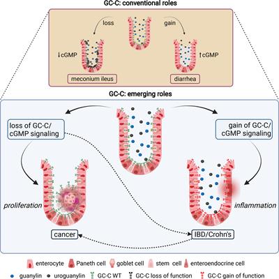 Frontiers  Multilimbed membrane guanylate cyclase signaling