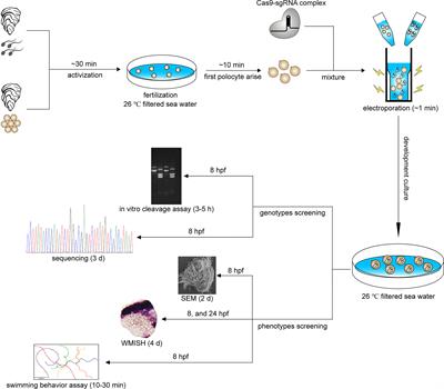 Frontiers | Electroporation-Based CRISPR/Cas9 Mosaic Mutagenesis of β ...