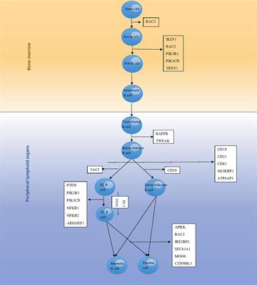 Nfkb2 deficiency and its impact on plasma cells and immunoglobulin