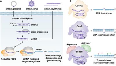 Frontiers | RISC-y Business: Limitations of Short Hairpin RNA-Mediated ...