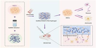 Frontiers | Conductive GelMA/PEDOT: PSS Hybrid Hydrogel as a Neural ...