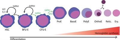 Frontiers | Uncovering a Cryptic Site of Malaria Pathogenesis: Models ...