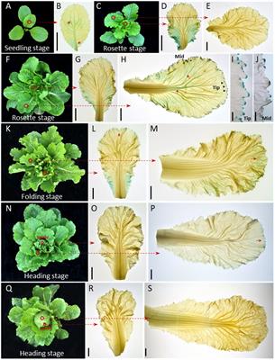 Genome-wide transcriptome analysis reveals molecular pathways involved in  leafy head formation of Chinese cabbage (Brassica rapa)