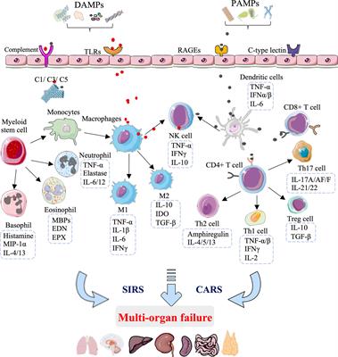 Frontiers | Innate immunity and immunotherapy for hemorrhagic shock