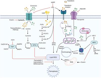 Frontiers | Multifaceted Roles of Ferroptosis in Lung Diseases