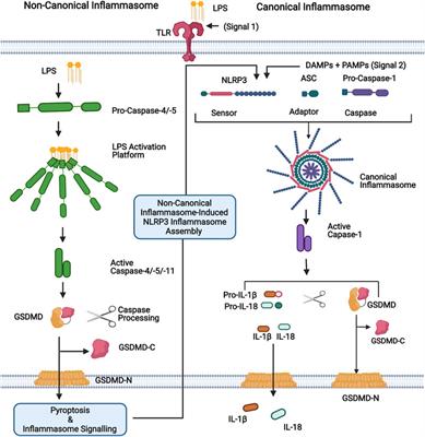 Frontiers | Caspase-4 and -5 Biology in the Pathogenesis of ...