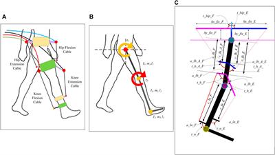 C-ALEX, a cable-driven unilateral leg exoskeleton designed for gait