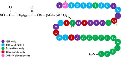 Frontiers | Basal insulin intensification with GLP-1RA and dual GIP and ...