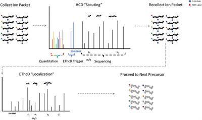 Proteome-Wide Profiling of Cellular Targets Modified by Dopamine