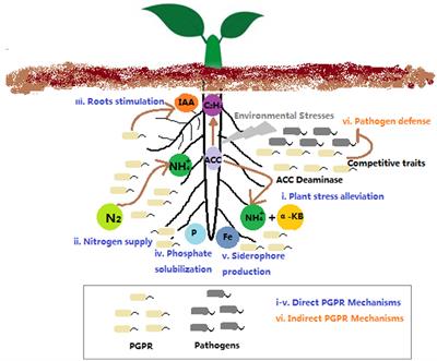 Frontiers | Modification of Rhizosphere Microbial Communities: A ...