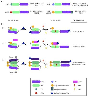 Frontiers | The Ups and Downs of Plant NLR Expression During Pathogen ...