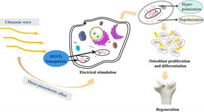 Electrical stimulation in bone tissue engineering treatments