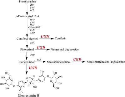 Frontiers | Functional Characterization of UDP-Glycosyltransferases ...