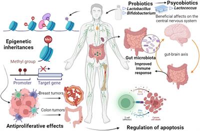 Frontiers | Probiotics and live biotherapeutic products aiming at ...