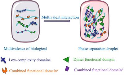 Phase separation on microtubules: from droplet formation to cellular  function?: Trends in Cell Biology