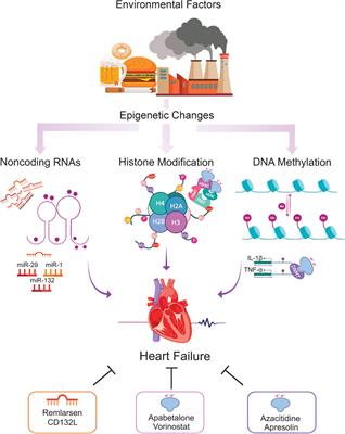 Left ventricular dysfunction: causes, natural history, and hopes for  reversal