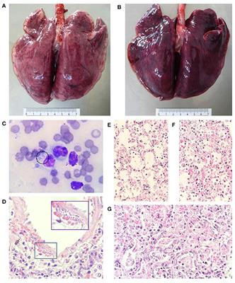 Frontiers | Acute Disseminated Toxoplasmosis in Two Specimens of ...