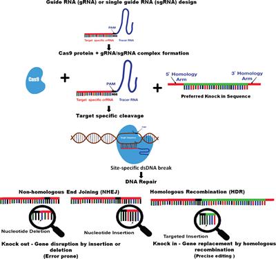 Frontiers | CRISPR/Cas Genome Editing—Can It Become a Game Changer in ...