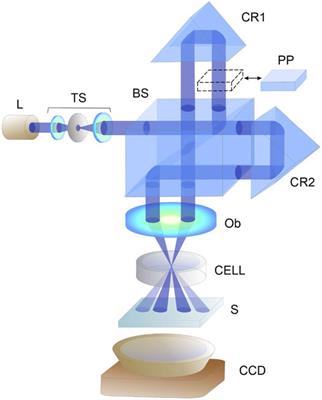 Optical Twisted Phase Strips