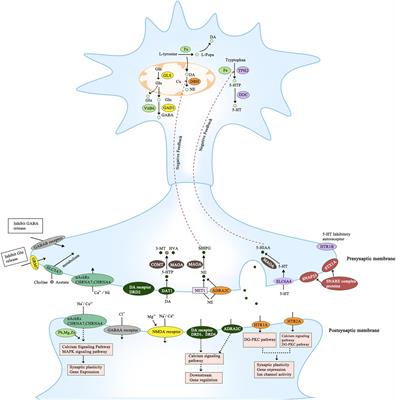 Frontiers | Attention-deficit/hyperactive disorder updates