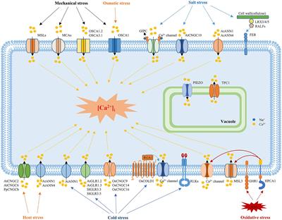 Frontiers | Sensing Mechanisms: Calcium Signaling Mediated Abiotic ...