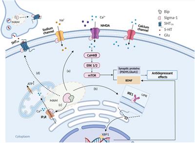 Frontiers | Sigma-1 Receptors in Depression: Mechanism and Therapeutic ...