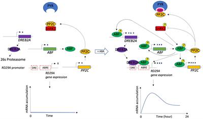 Frontiers | Dynamic modeling of ABA-dependent expression of the ...