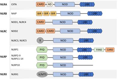 Frontiers | NOD-like receptors in asthma