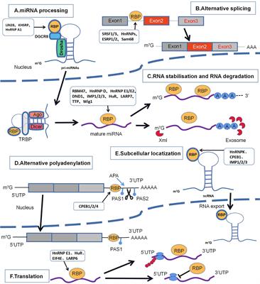 Post-transcriptional regulation of ERBB2 by miR26a/b and HuR