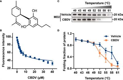 A pain killer without analgesic tolerance designed by co-targeting