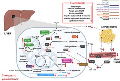 Frontiers | Fucoxanthin: A Promising Phytochemical on Diverse ...